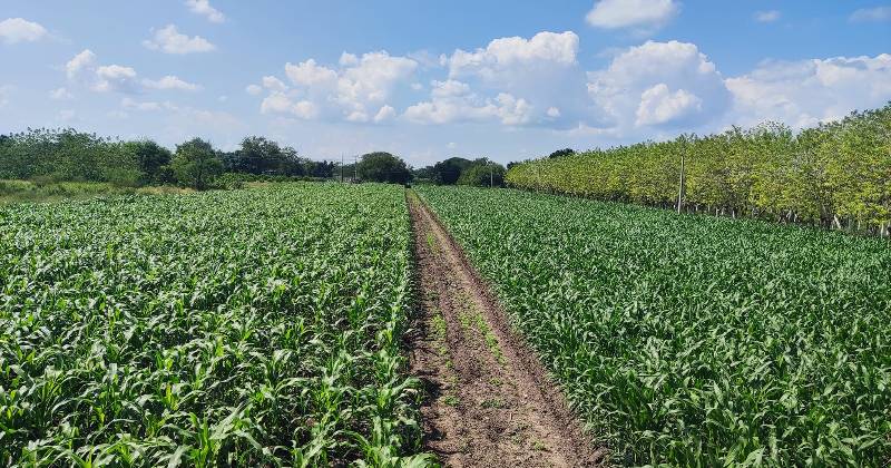 CAMPO