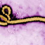 EBOLA-1