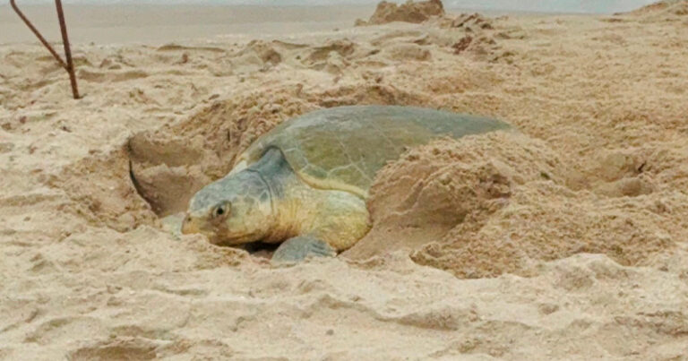 TORTUGA-LORA