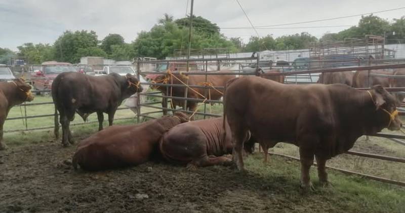 VACAS