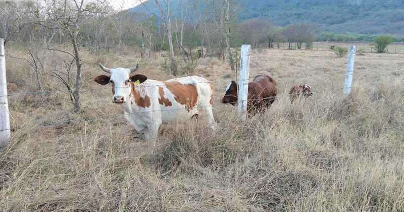GANADERIA