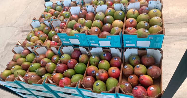 MANGO-MANTE