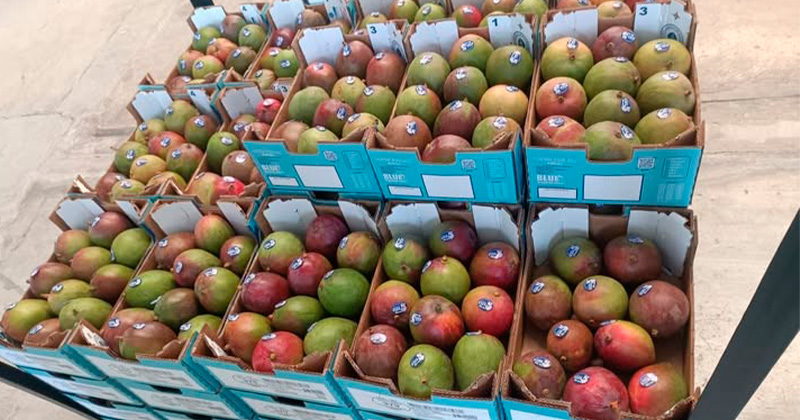 MANGO-MANTE