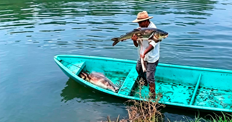 PECES-MANTE