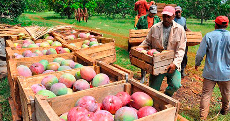 MANGO-MANTE