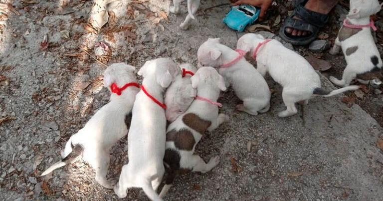PERRITOS-ADOPCION