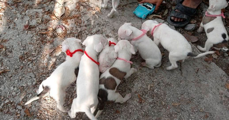 PERRITOS-ADOPCION
