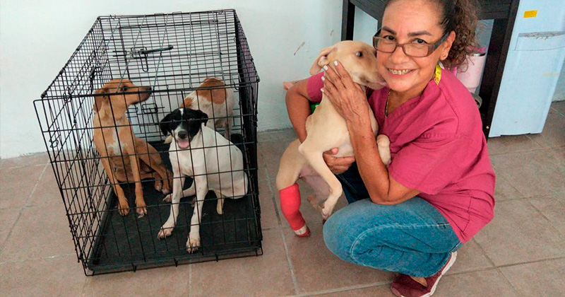 VETERINARIA