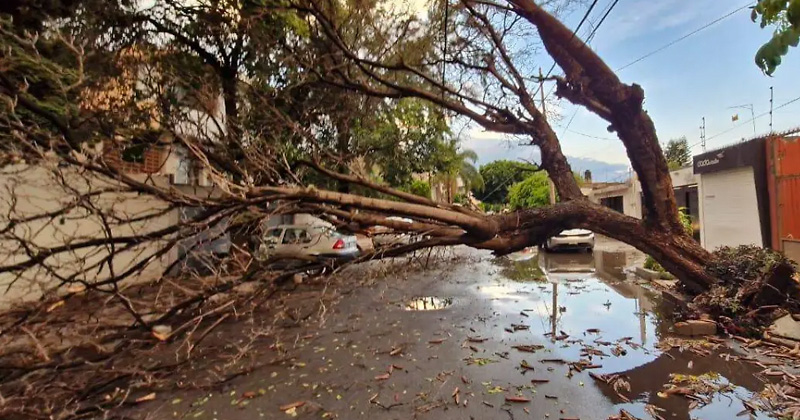 arbol-caido