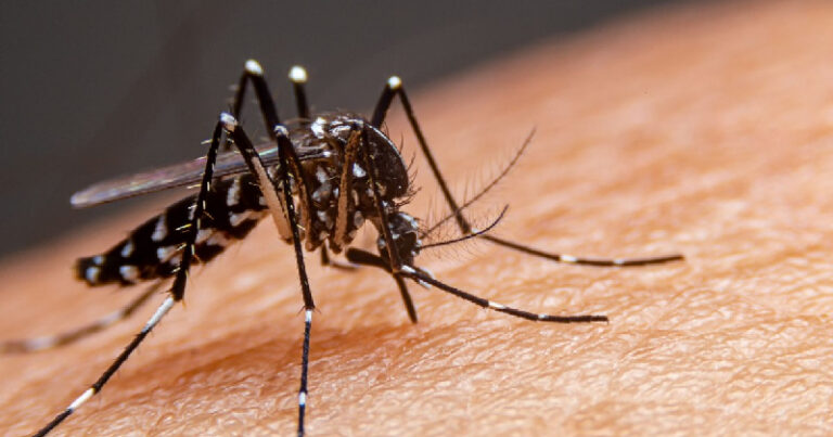 dengue dest