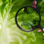 lechuga destacada