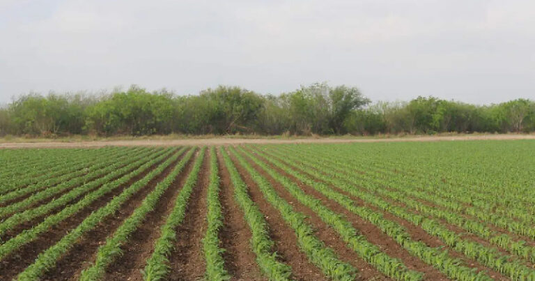 CAMPO