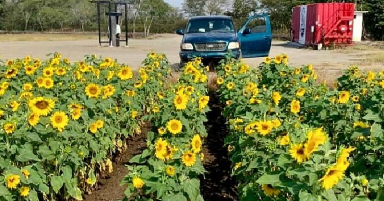 GIRASOL