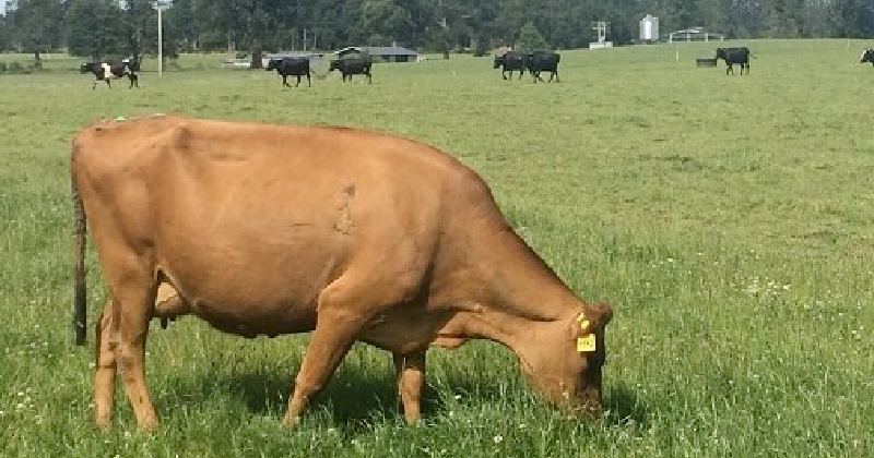 VACA
