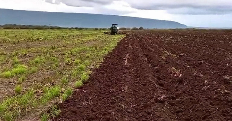 campo