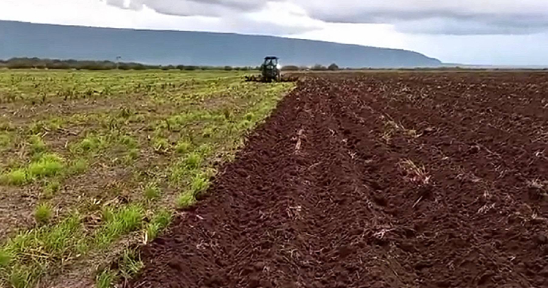 campo
