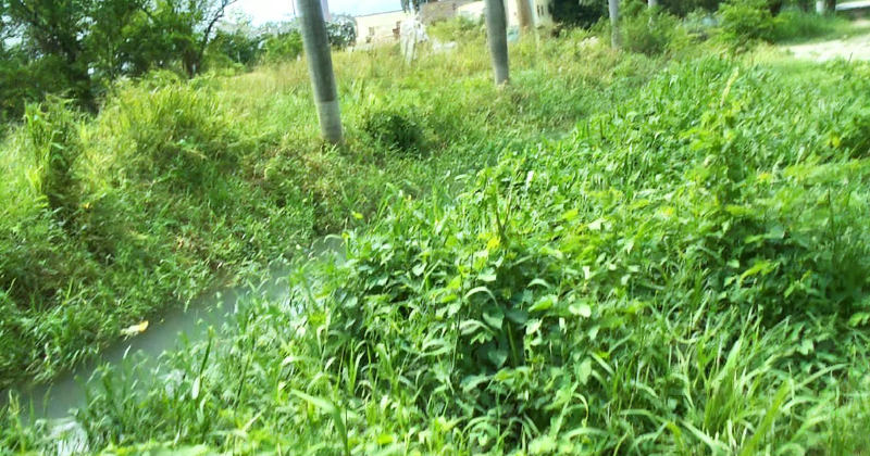 MALEZA