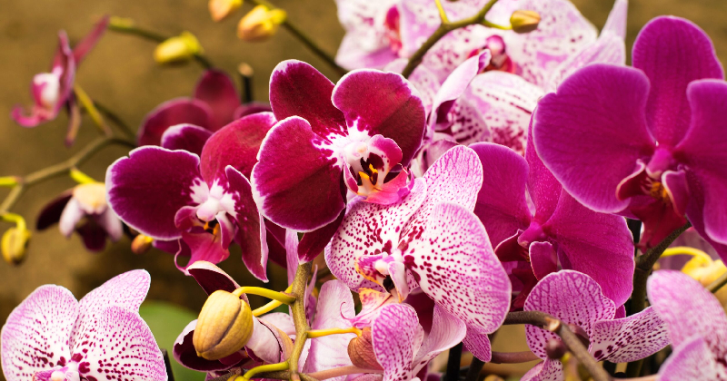 Orquideas dest