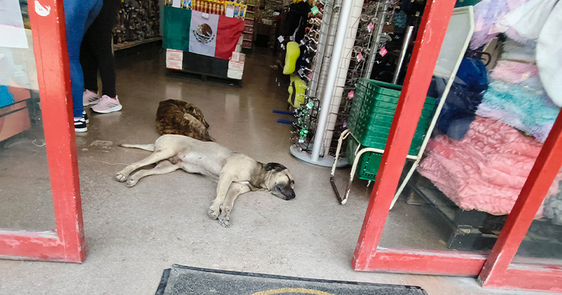 PERRITOS-COMERCIO