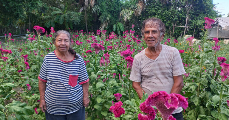 FLORES