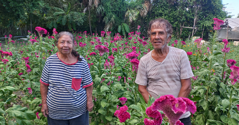 FLORES