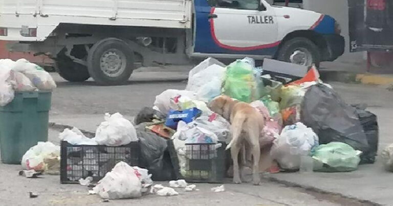 RESCATADOS