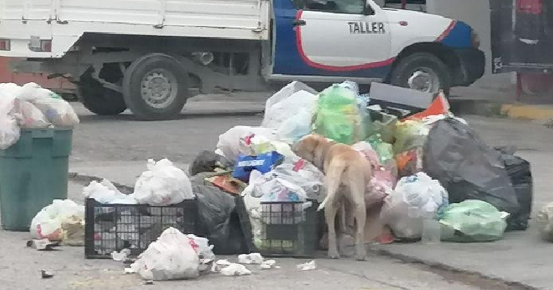 RESCATADOS