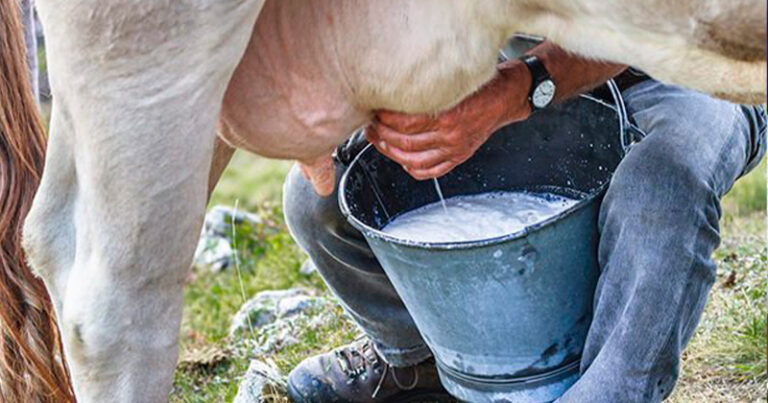 VACA-LECHE